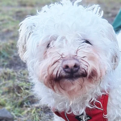 Toto – Bolonka-Mix, männlich, 9 Jahre, 5 Monate, 13057 Berlin – zur Adoption