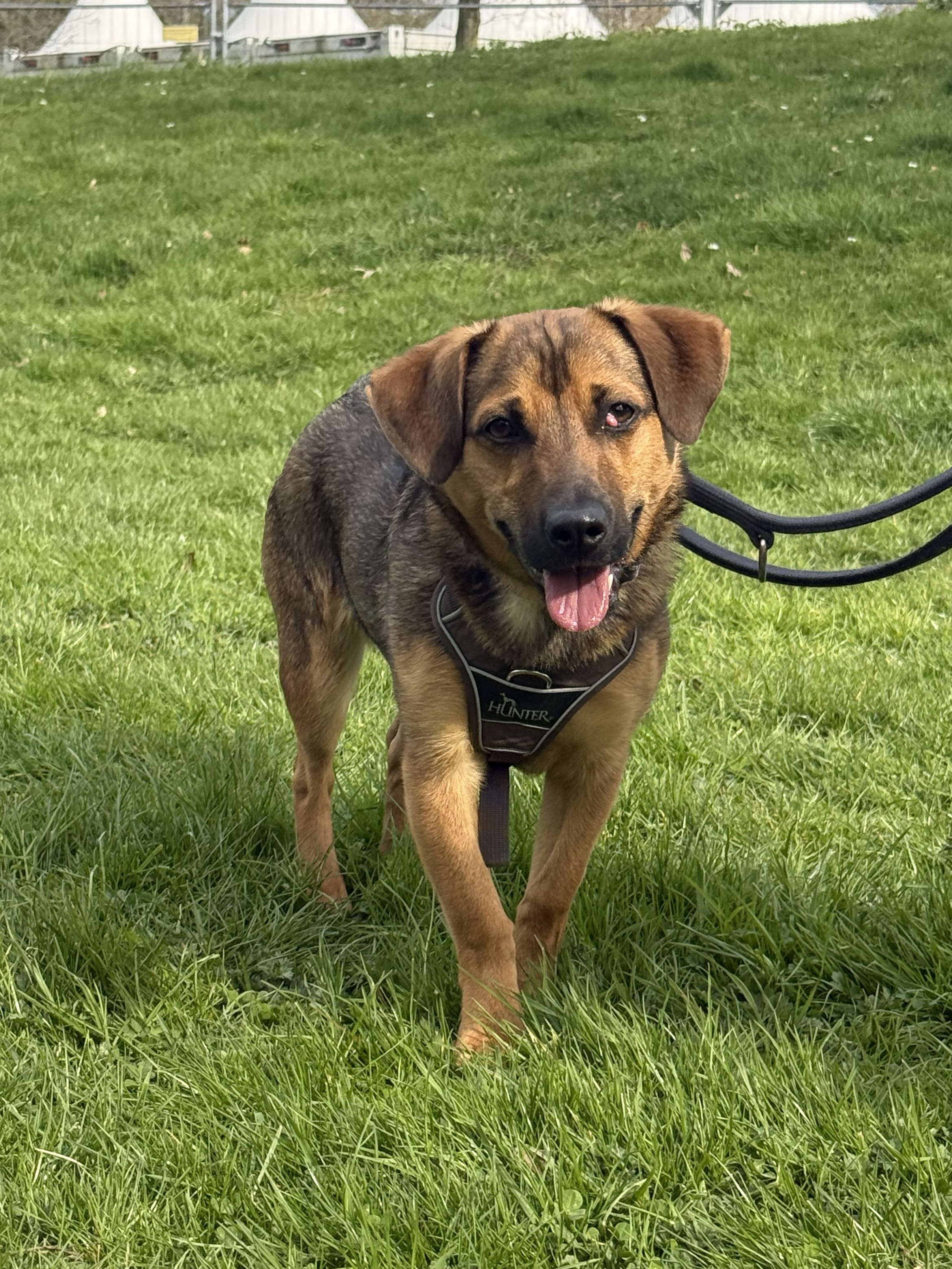 Carrell – Hund, männlich, 50969 Köln-Zollstock – zur Adoption
