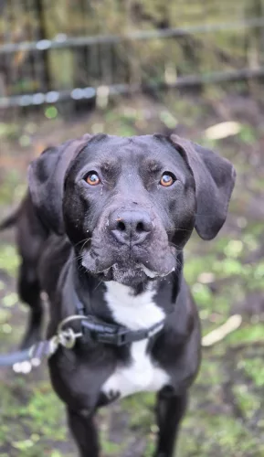 Blacky – Mischling, Labrador – American Staffordshire-Mix, männlich, 2 Jahre, 26389 Wilhelmshaven – zur Adoption