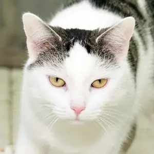 Rosa – EKH, weiblich, 4 Jahre, 3 Monate, 90537 Feucht – zur Adoption