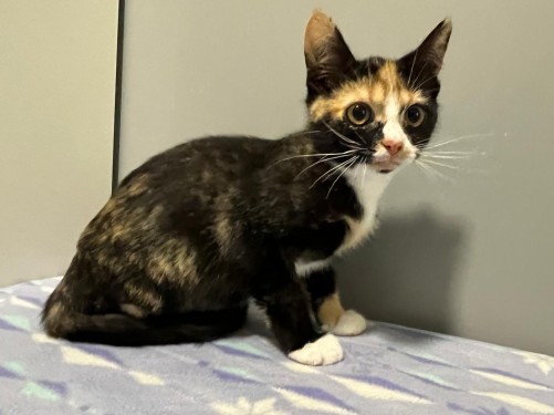 Ingrid – Katze, männlich, 32758 Detmold – zur Adoption