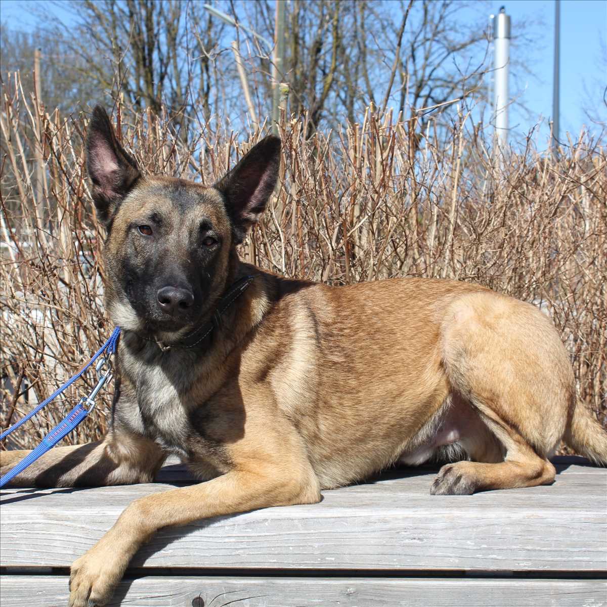 SPIRIT – Malinois, männlich, 1 Jahr, 81829 München – zur Adoption