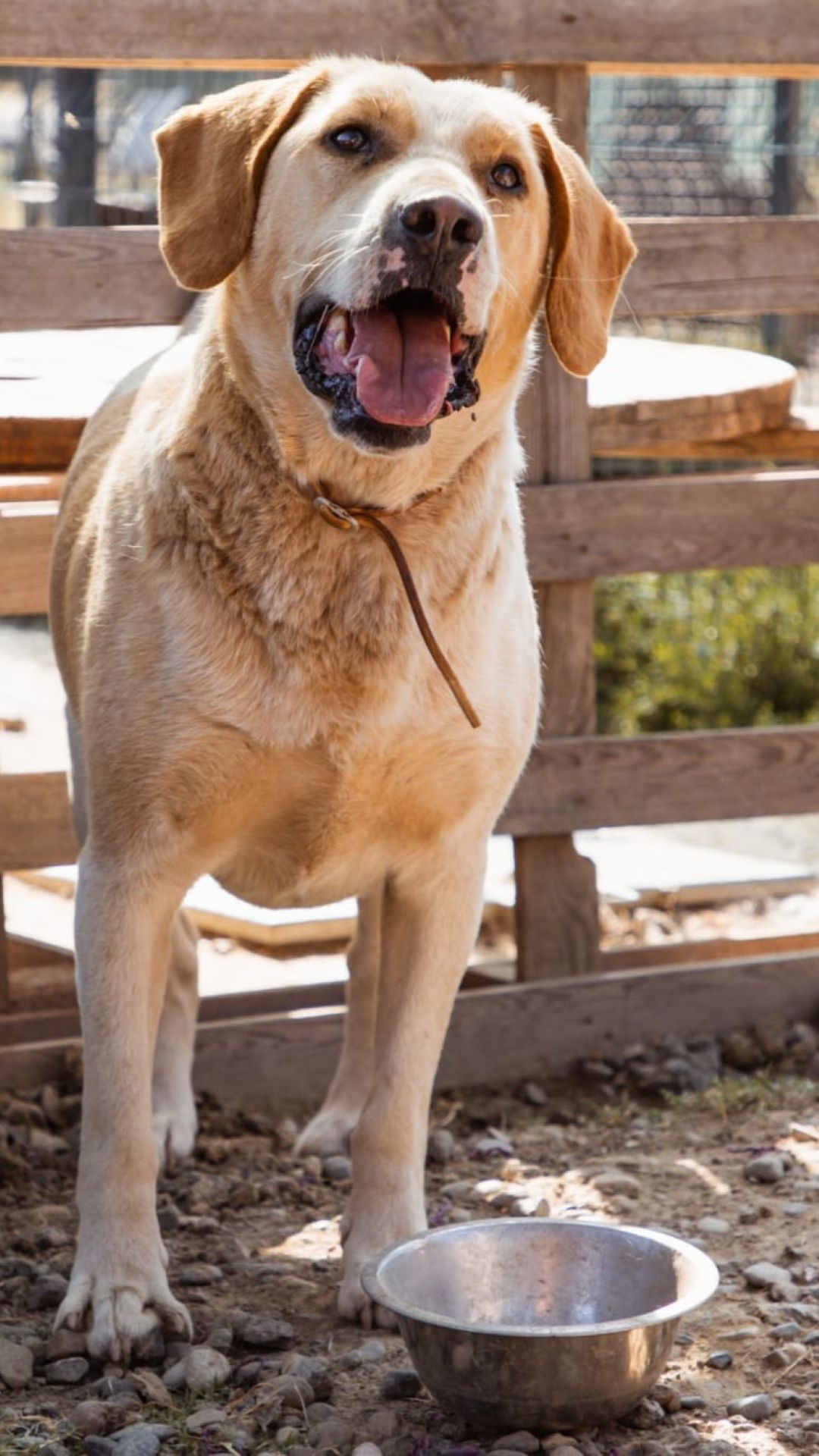 Alfonso – Bracke-Mischling, männlich, 4 Jahre, 3 Monate, Nordic Strays e.V. – zur Adoption