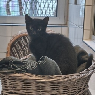Chilli – EKH, weiblich, 5 Monate, 97074 Würzburg – zur Adoption