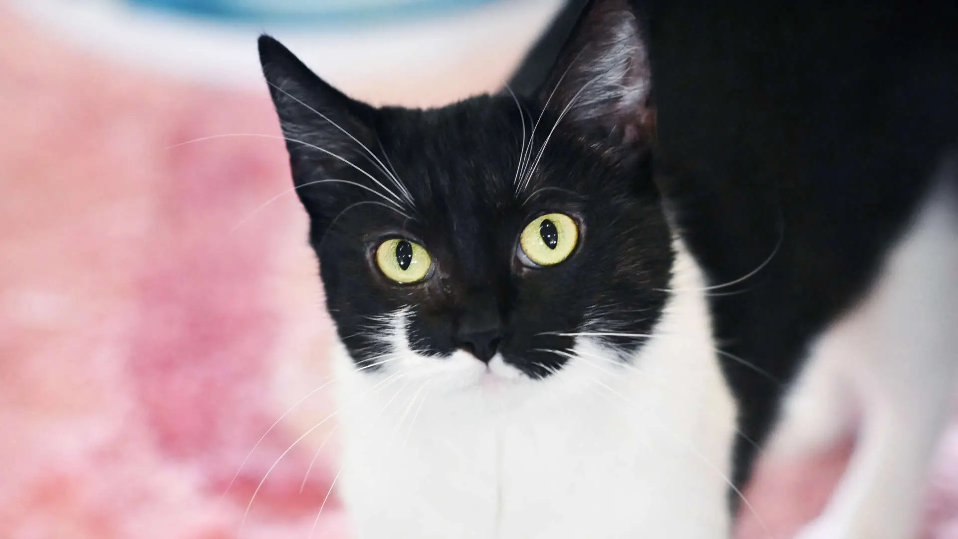 Miri – EKH, weiblich, 13057 Berlin – zur Adoption