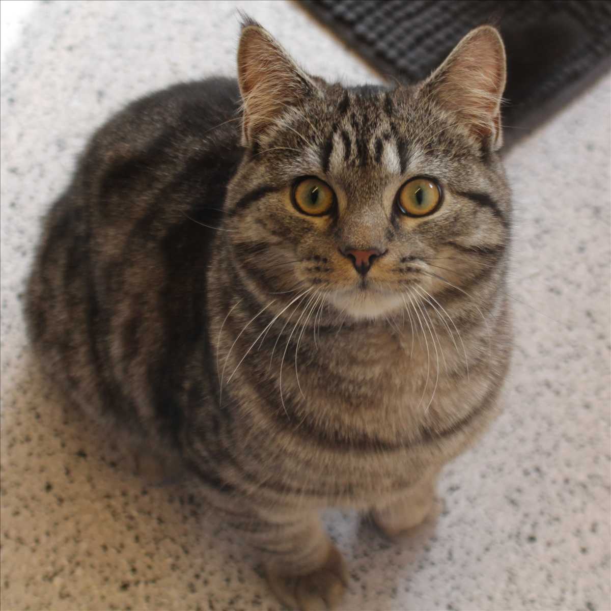 TOMMY – Europäisch Kurzhaar, männlich, 8 Monate, 81829 München – zur Adoption