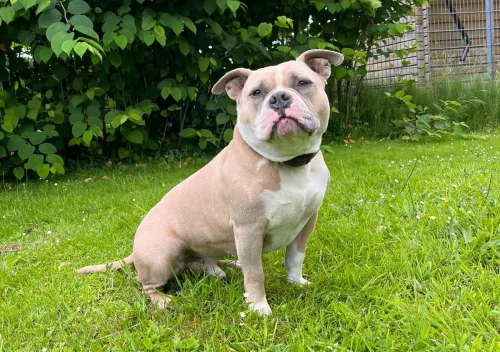 WOODY – American Bully, männlich, 6 Jahre, 26389 Wilhelmshaven – zur Adoption
