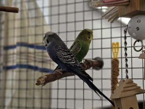 Fips Und Flori – Wellensittiche, männlich, 97525 Schwebheim – zur Adoption