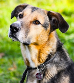 Lucius – Herdenschutzhund-Schäferhund-Mix, männlich, 3 Jahre, 70195 Stuttgart-Botnang – zur Adoption