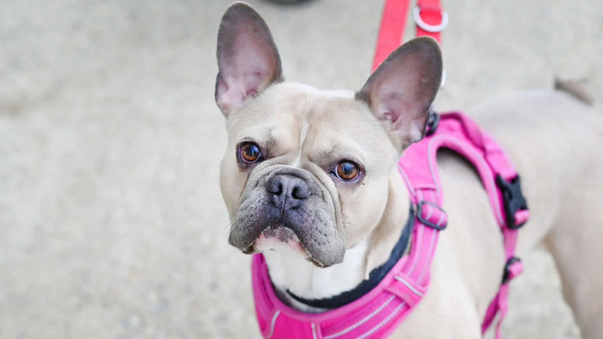 Eddy – French Bulldog, männlich, 18 Monate, 13057 Berlin – zur Adoption