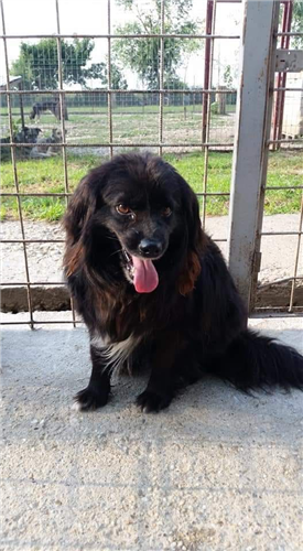 Murphy – Hund, männlich, 50823 Köln – zur Adoption