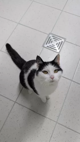 Jelly – EKH, weiblich, 7 Jahre, 26389 Wilhelmshaven – zur Adoption