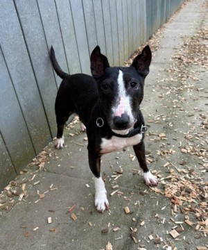 Amy – Miniatur Bullterrier, weiblich, 7 Jahre, 70195 Stuttgart-Botnang – zur Adoption