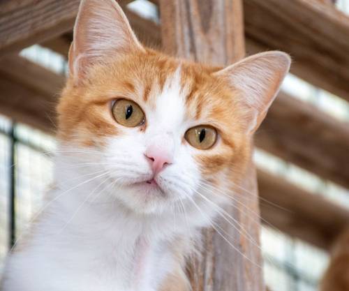 Trufita – EKH, weiblich, 2 Jahre, 65520 Bad Camberg – zur Adoption