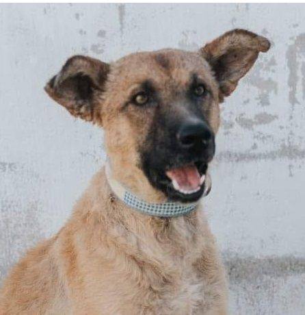 Franki – Canina-Mischling, männlich, 3 Jahre, 2 Monate, 65520 Bad Camberg – zur Adoption