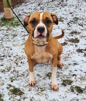 Kyra – Pitbull/ Am. Staff Mix, weiblich, 2 Jahre, 70195 Stuttgart-Botnang – zur Adoption