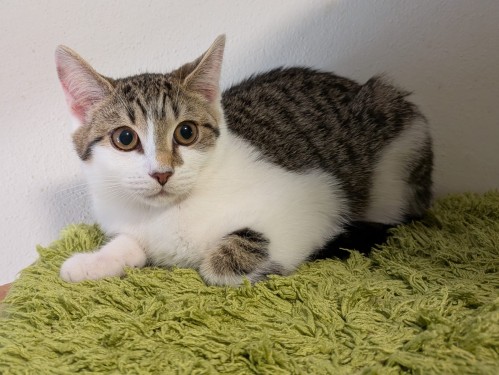 Zara – Hund, männlich, 3 Monate, 32758 Detmold – zur Adoption