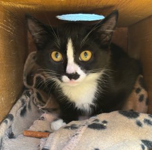 Jan – Europäisch Kurzhaar, männlich, 97525 Schwebheim – zur Adoption