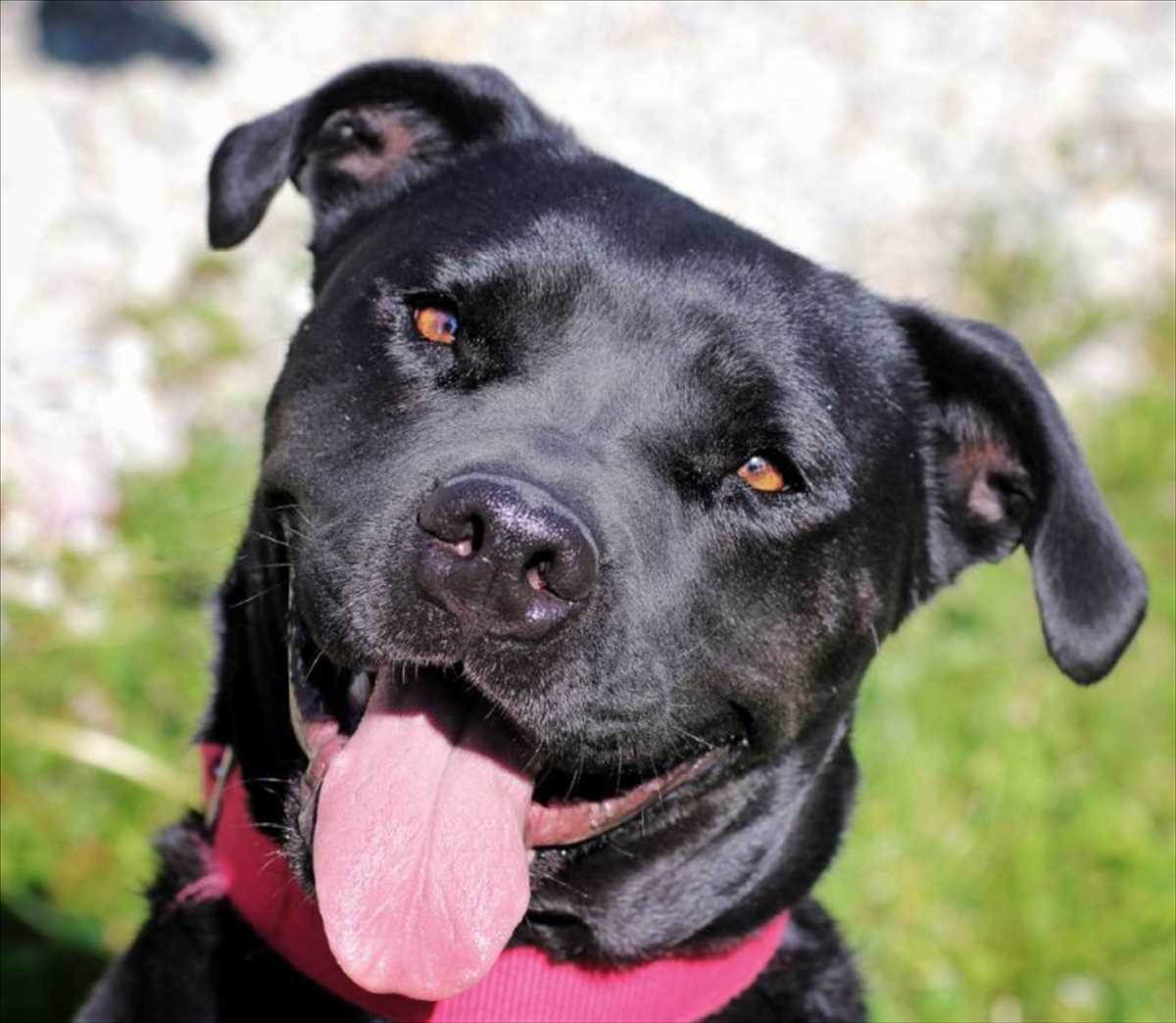 IVAN – Hund, männlich, 5 Jahre, 8 Monate, 81829 München – zur Adoption