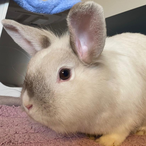 Schneewittchen – Kaninchen, weiblich, 3 Monate, 28357 Bremen – zur Adoption