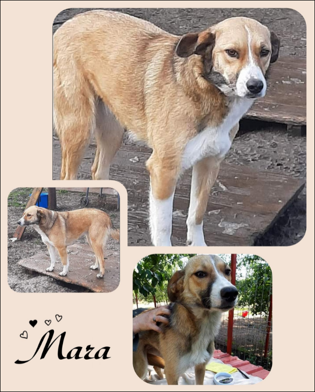Mara