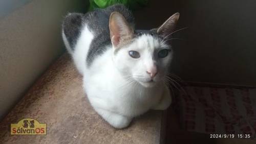 Ronald – Europäisch Kurzhaar, männlich, 2 Jahre, 6 Monate, 65520 Bad Camberg – zur Adoption
