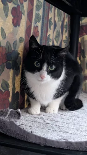 Sia – EKH, weiblich, 26389 Wilhelmshaven – zur Adoption