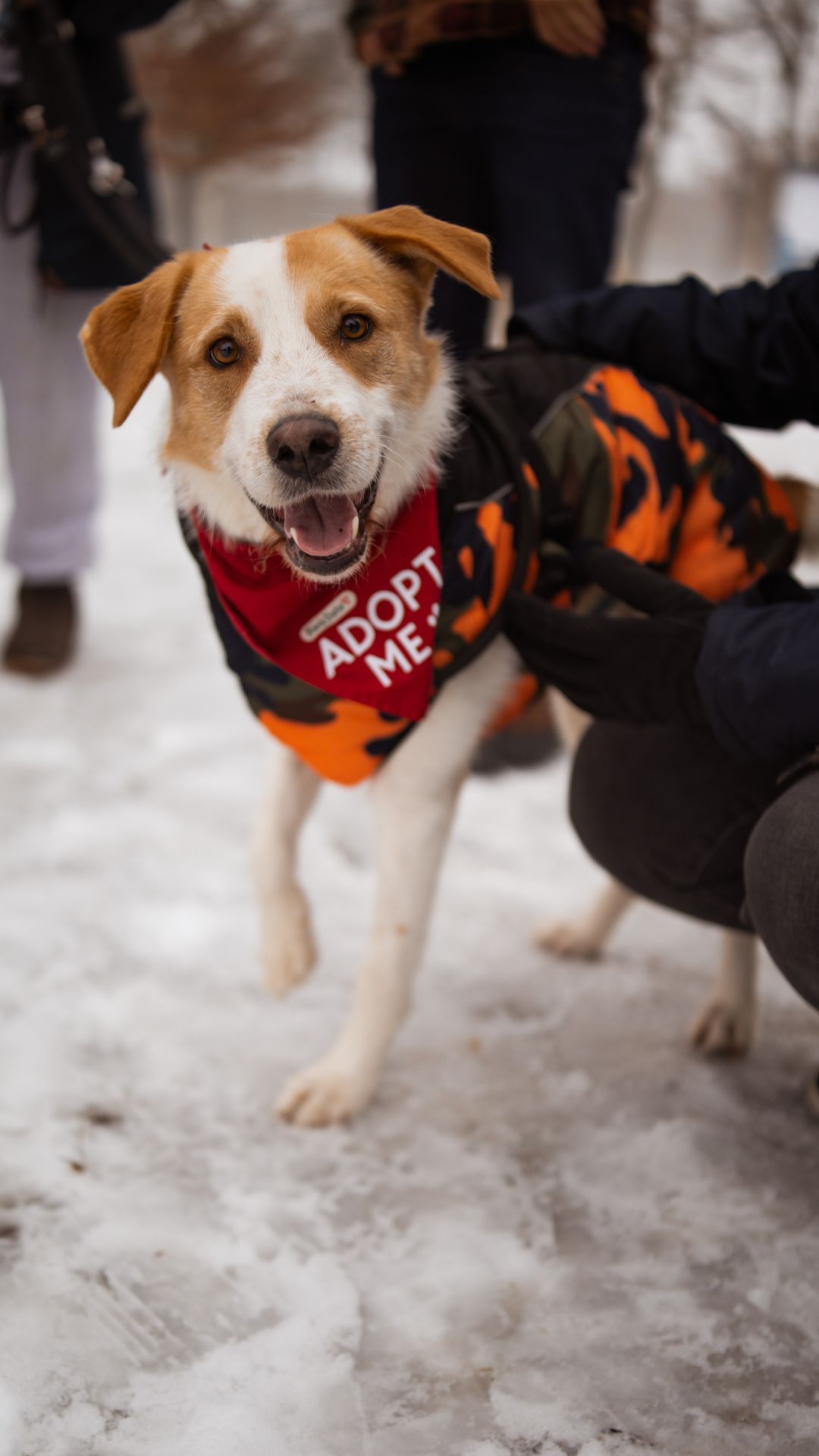 Charlie – Hund, männlich, Nordic Strays e.V. – zur Adoption