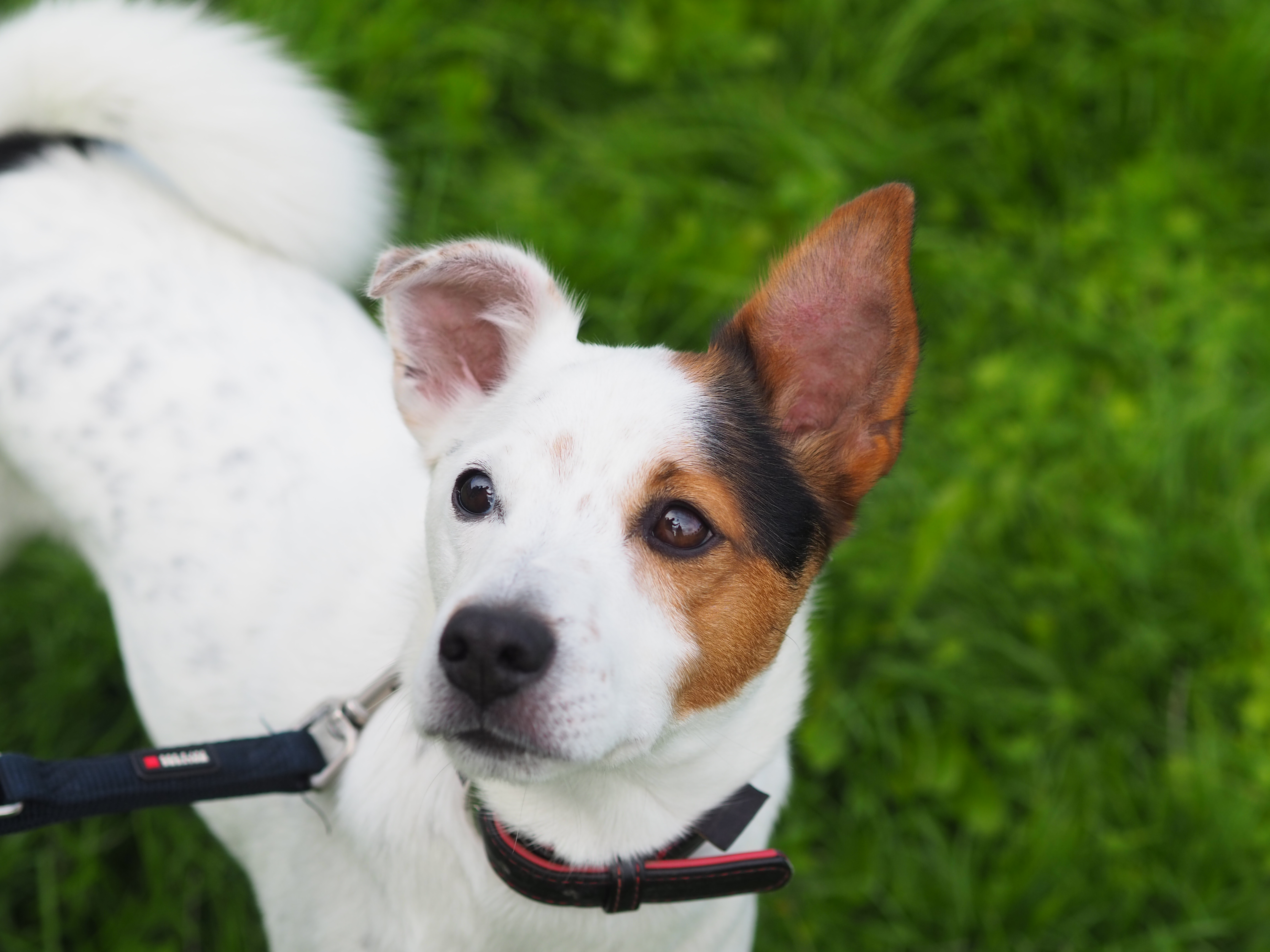 Rocky – Jack Russel Terrier - Mix, männlich, 4 Jahre, 50969 Köln-Zollstock – zur Adoption