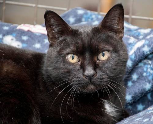 Negrita – Europäisch Kurzhaar, weiblich, 2 Jahre, 65520 Bad Camberg – zur Adoption