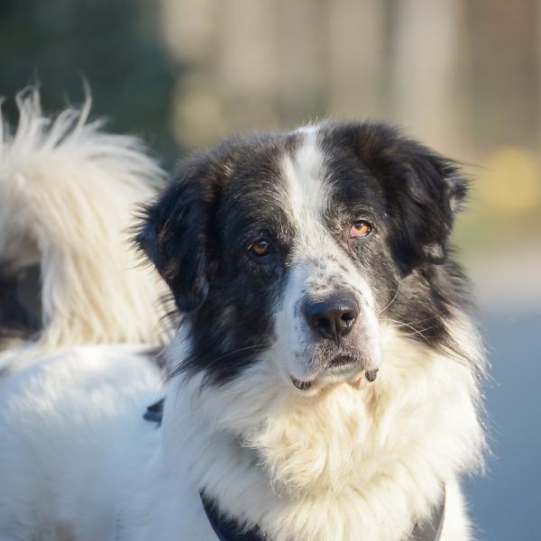 Ilko