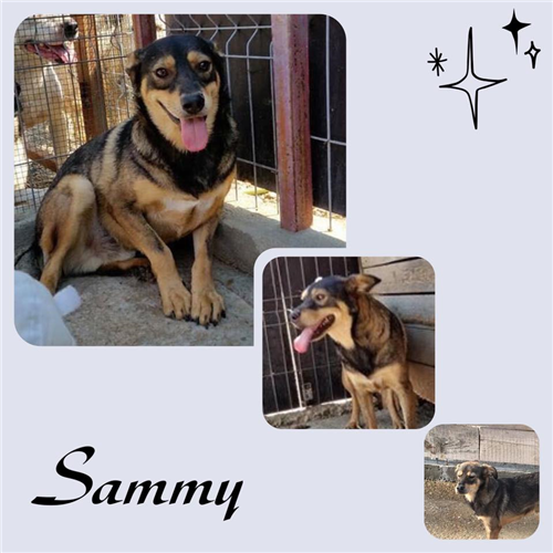 Sammy – Hund, männlich, 50823 Köln – zur Adoption