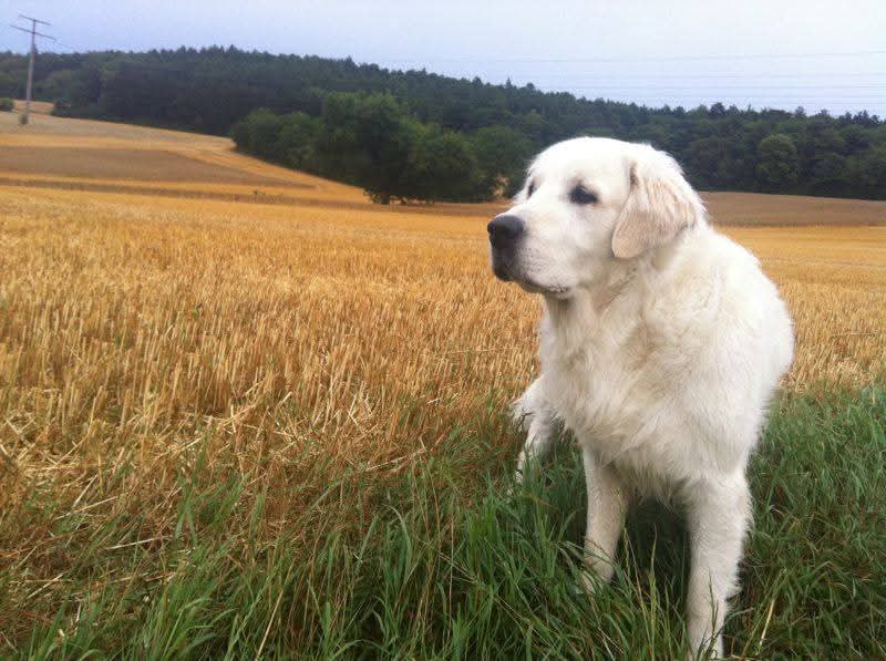 Höllenhunde