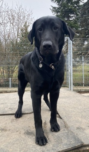 Aramis – Hund, männlich, 70195 Stuttgart-Botnang – zur Adoption
