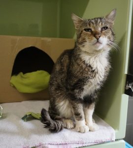 Richard – Europäisch Kurzhaar, männlich, 6 Jahre, 97525 Schwebheim – zur Adoption