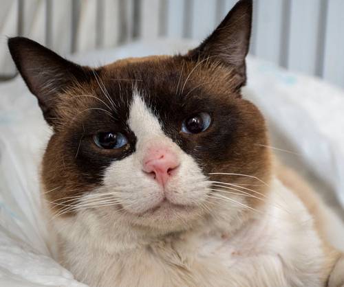 Mapachón – Siam-Mix, männlich, 8 Jahre, 65520 Bad Camberg – zur Adoption