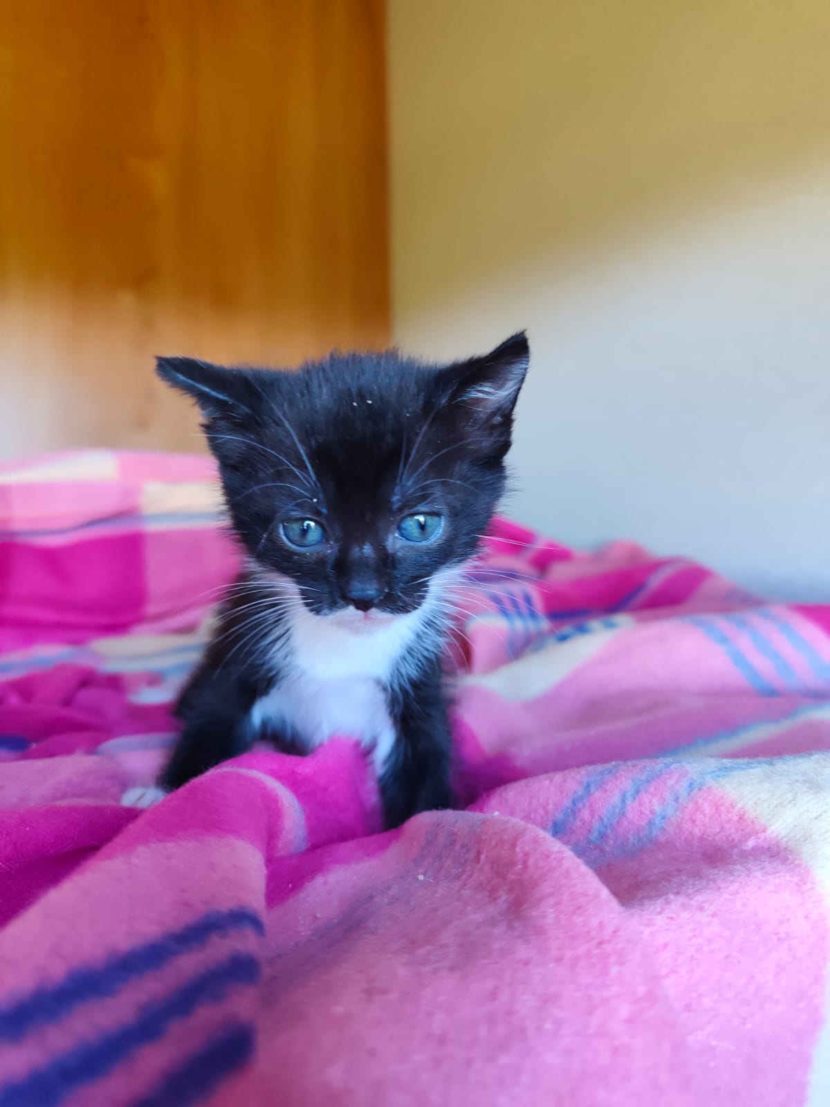 Acai – Katze, männlich, Nordic Strays e.V. – zur Adoption