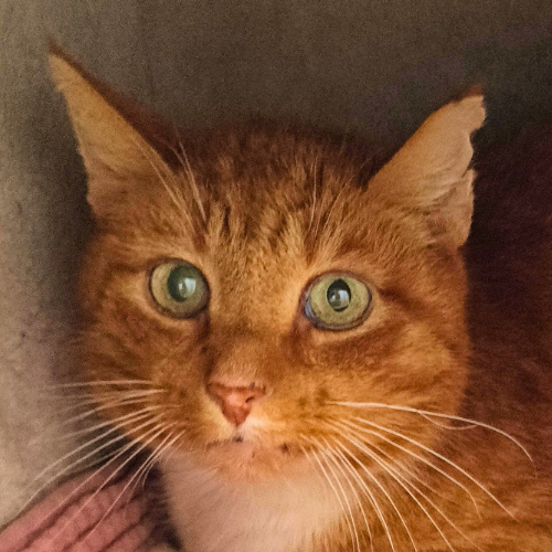 Siegfried – Katze, männlich, 8 Jahre, 28357 Bremen – zur Adoption