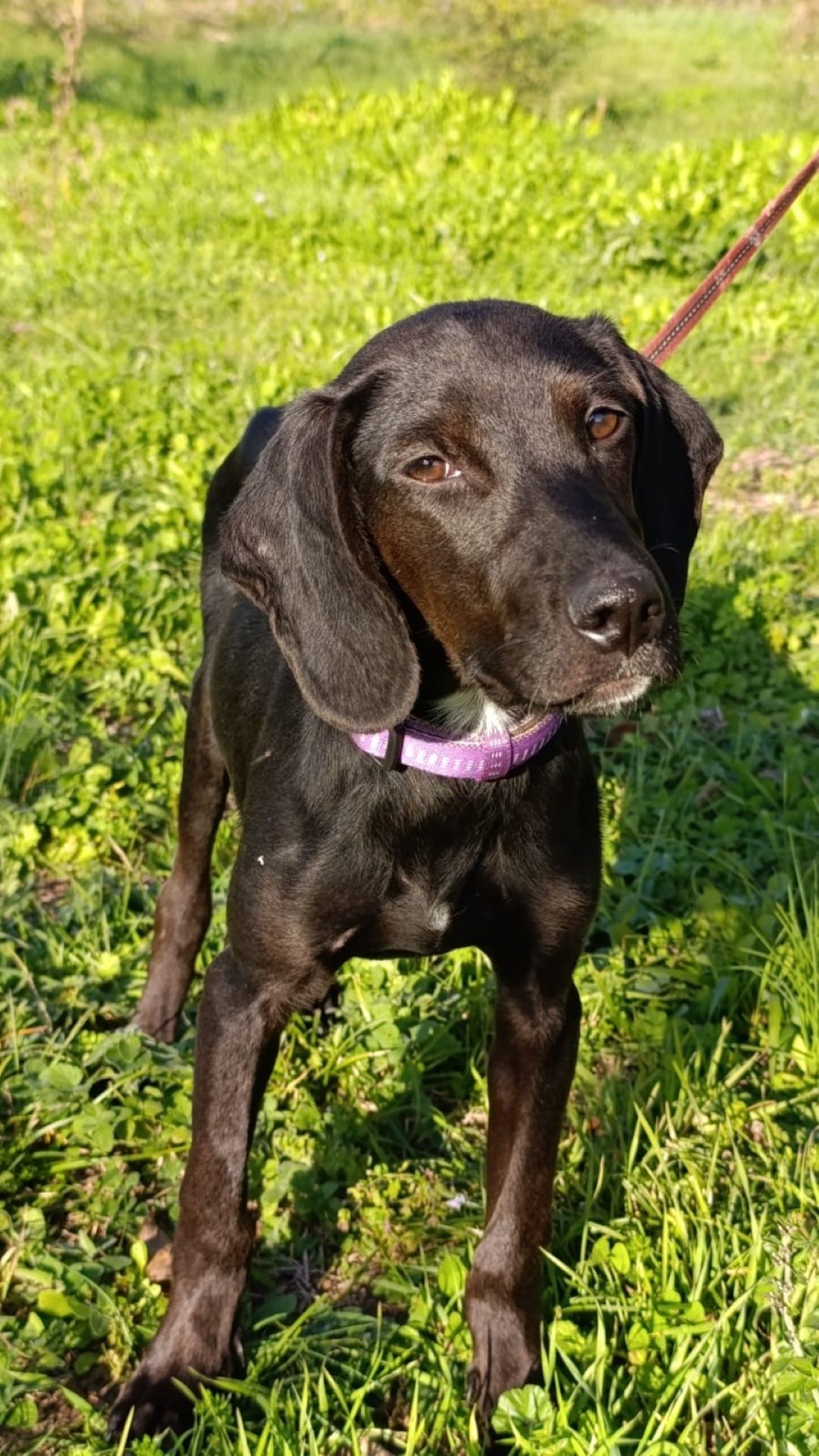 Luna – Hund, weiblich, Nordic Strays e.V. – zur Adoption