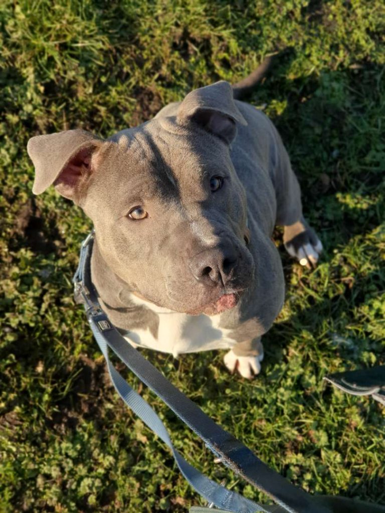 Maya – Staffordshire-Terrier-Mix, weiblich, 5 Jahre, 13057 Berlin – zur Adoption