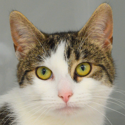 Chrissy – Katze, weiblich, 28357 Bremen – zur Adoption