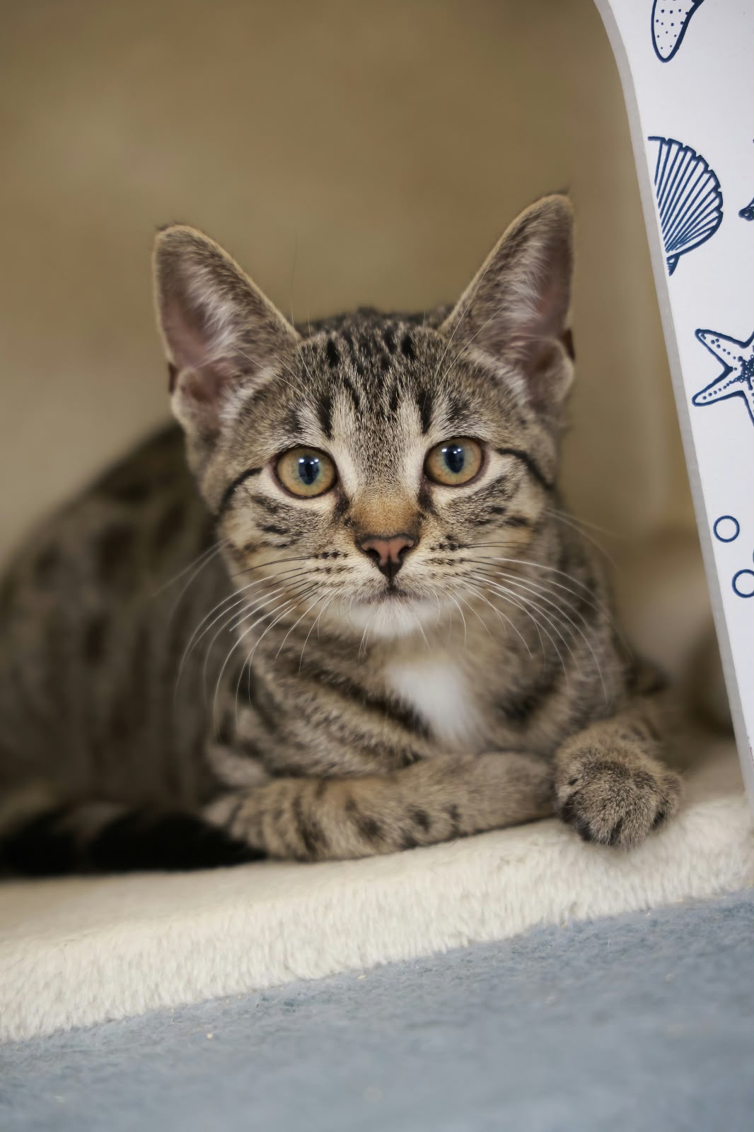 Uljana – EKH, weiblich, 97816 Lohr – zur Adoption