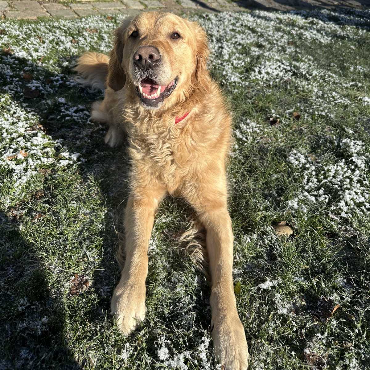 ROCKY – Golden Retriever, männlich, 2 Jahre, 4 Monate, 81829 München – zur Adoption