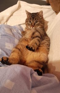 Heinz – Europäisch Kurzhaar, männlich, 6 Jahre, 97525 Schwebheim – zur Adoption
