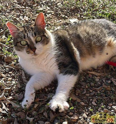 Gipsy – Europäisch Kurzhaar, weiblich, 2 Jahre, 65520 Bad Camberg – zur Adoption