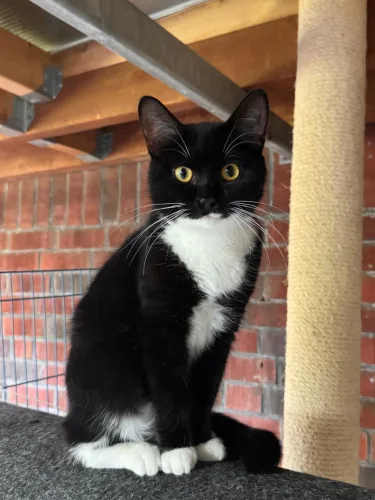 Zena
