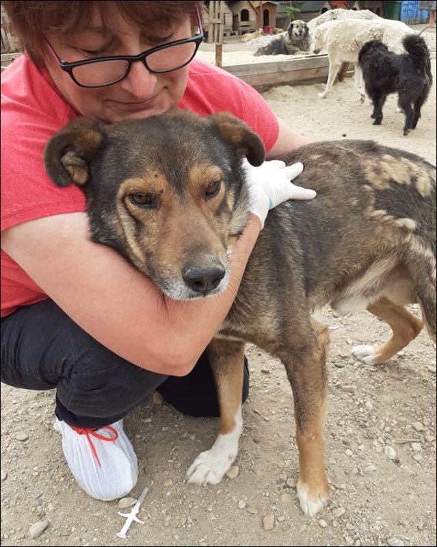 DaVinci – Hund, männlich, 50823 Köln – zur Adoption