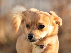 Scarlett – Hund, weiblich, 3 Monate, 90537 Feucht – zur Adoption