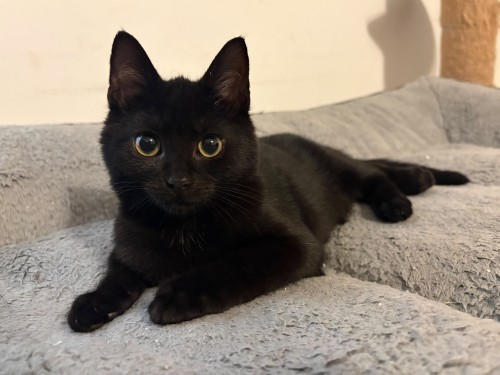 Bruno-Fritze – Katze, männlich, 32758 Detmold – zur Adoption