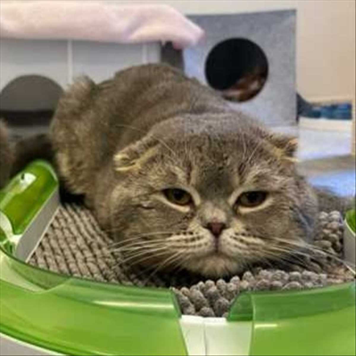 ROVER – Scottish Fold (Kurzhaar), männlich, 2 Jahre, 81829 München – zur Adoption